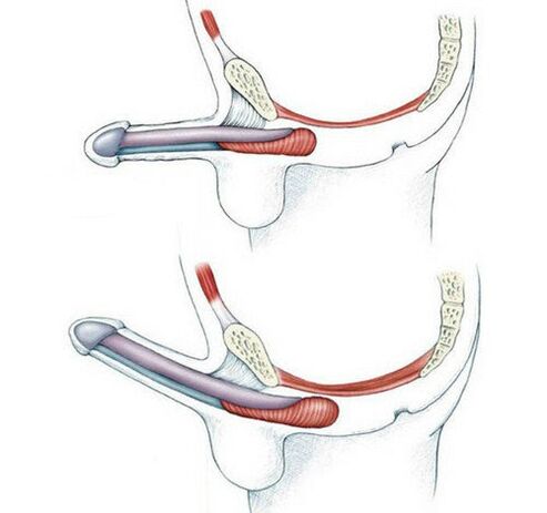 Penis бе таълими мушакҳои pubococyus ва пас аз